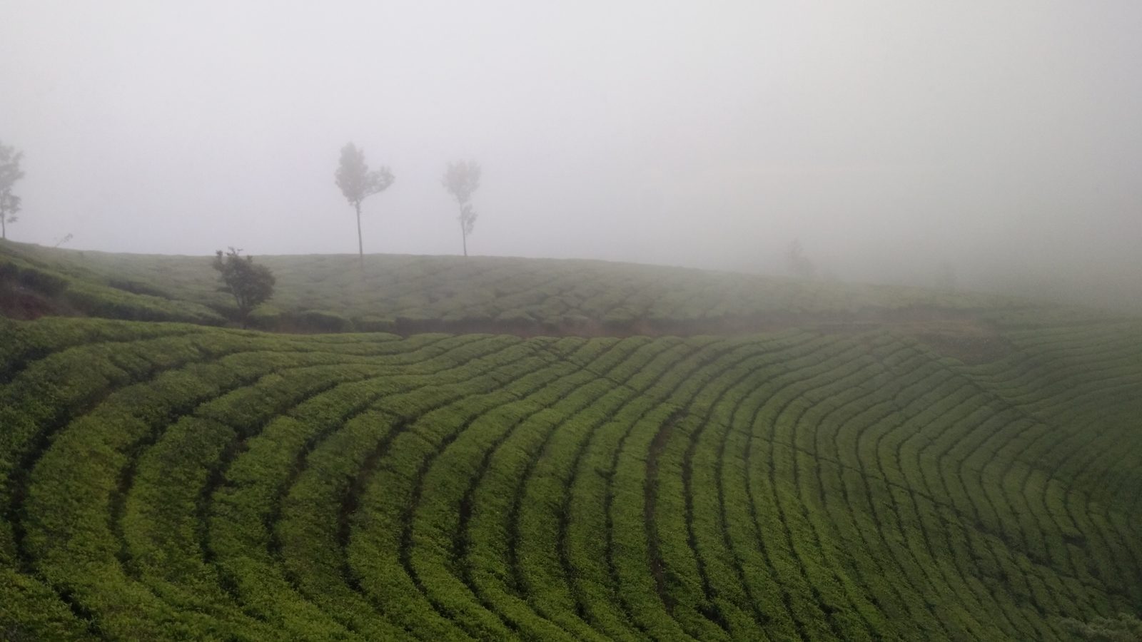Kebun teh berkabut, Puncak, Bogor