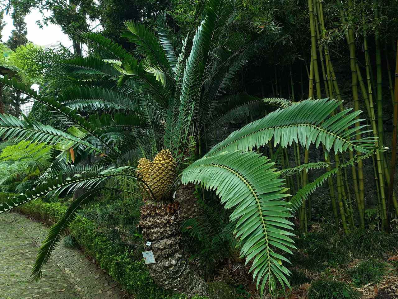 Taman tropis Villa Palm