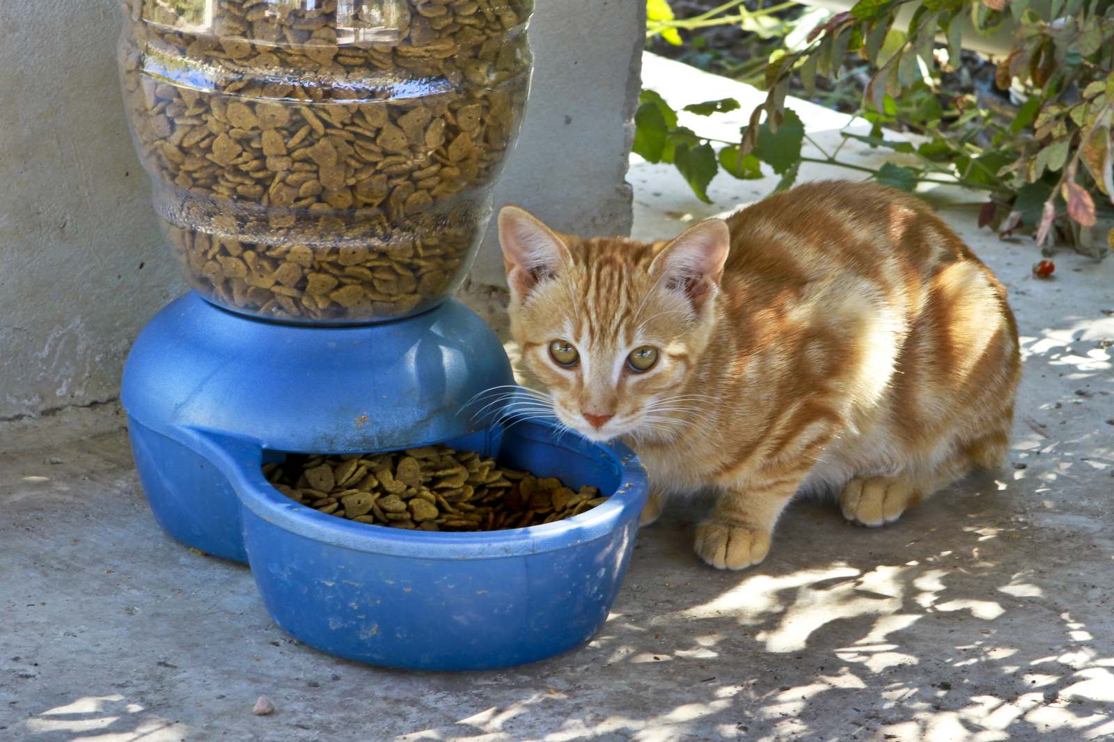 Royal Canin Kitten 2kg