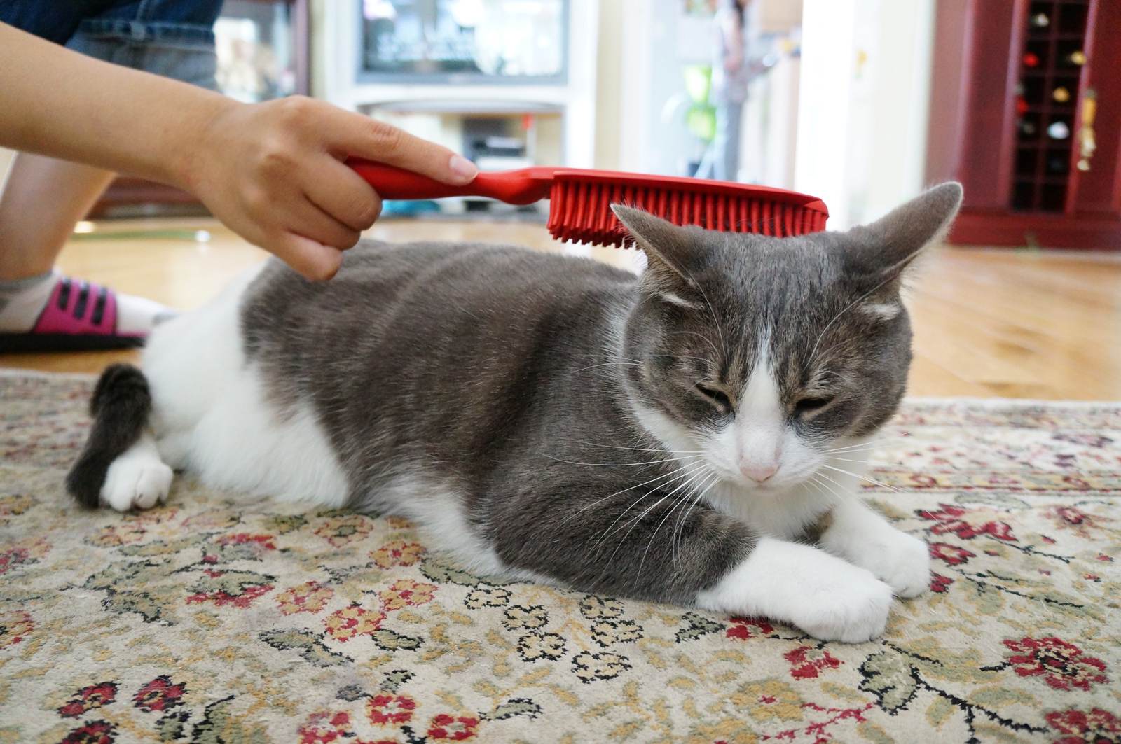 Sisir Bulu Anti Kusut